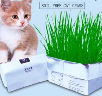 Cat Grass - Bestgoodshop